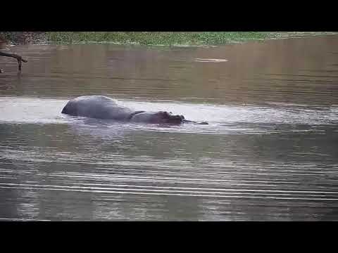 Djuma: Hippo playing with stick-then backs up to mark - 06:41 - 04/06/21