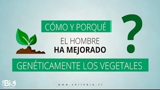 Chilebio: ¿Cómo y porqué el hombre ha mejorado genéticamente los vegetales?