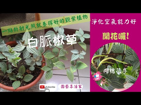 多葉蘭照顧