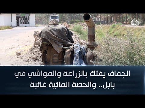 فيديو | الجفاف يفتك بالزراعة والمواشي في بابل.. والحصة المائية غائبة