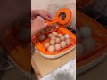 Chickcozy egg incubator was the easiest by far!The best incubator ever. User friendly