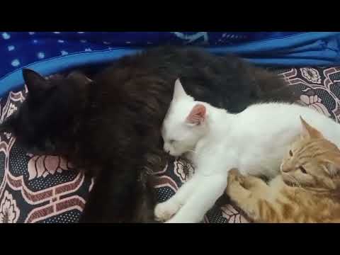 MILK watchMEN my BLACK BERRY