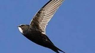 Download lagu Viral !!! Suara panggil walet β Sp 43 juta respon jozz mp3 Download lagu Viral !!! Suara panggil walet β Sp 43 juta respon jozz mp3