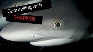 Sharks in the Dark experience!