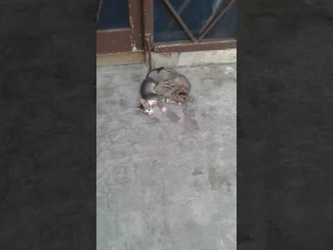 Cat  video