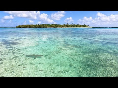 Nature's Aquarium: Beautiful & Soothing Sea Life of Île de Maupiti