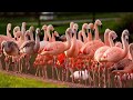 Virtual Safari Flamingos