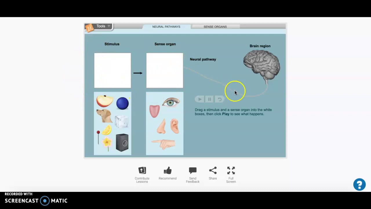 Science Gizmos (Senses)