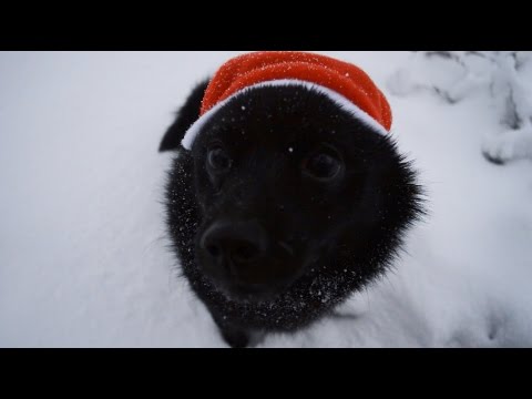 Jekku Schipperke's Christmas   Jekku-schipperken joulu