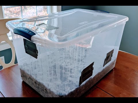 Key Signs of Proper Monotub Humidity - Perfect Moisture Content for Big Mushroom Flushes #shorts