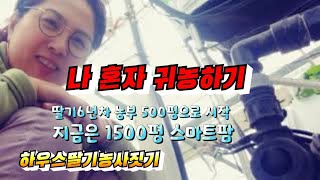 정식후 응애예찰.흰가루방제 되고있습니까? 건조피하고 습도잡기 중요합니다.