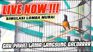 Download lagu LIVE 1 - SIMULASI GANTANGAN MURAI BATU - INSTAN NAIKAN EMOSI BURUNG! mp3
