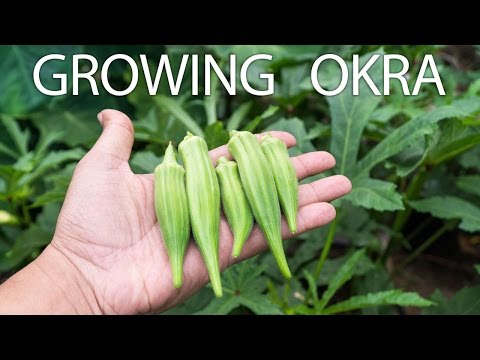 One Okra Variety You Must Grow For Raised Beds Containers