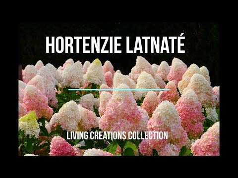 , title : 'Hortenzie latnaté'