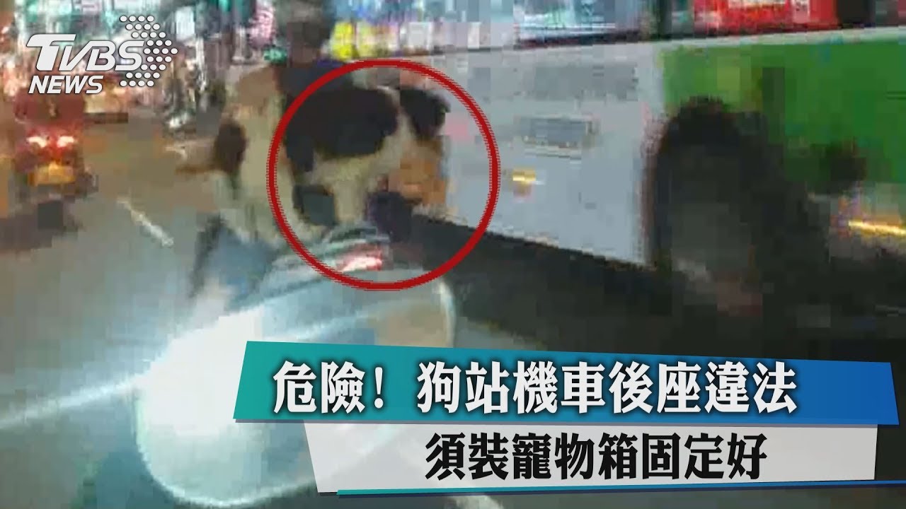 危險!狗站機車後座違法 須裝寵物箱固定好