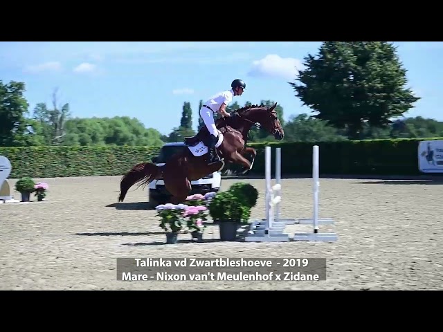 Talinka vd Zwartbleshoeve