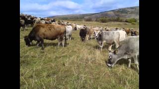 preview picture of video 'Stado buša, Stara Planina, novembar 2014 / Busha Cattle Herd, Stara Planina, Nov 2014'