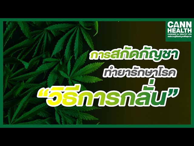 การสกัดกัญชาทำยารักษาโรค [วิธีการกลั่น] | ผศ.ดร.นงนุช สังอยุทธ์ | เทคนิคจัดการกัญชา | CANNHEALTH