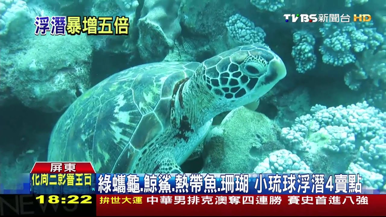 綠蠵龜、鯨鯊、熱帶魚、珊瑚 小琉球浮潛4賣點