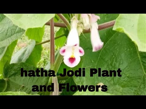 download lagu mp3 mp4 Hatha Jodi Plant, download lagu Hatha Jodi Plant gratis, unduh video klip Hatha Jodi Plant