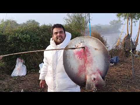 Pesca en santa fe fighiera, hermosa pesca con el lanchero gomita 