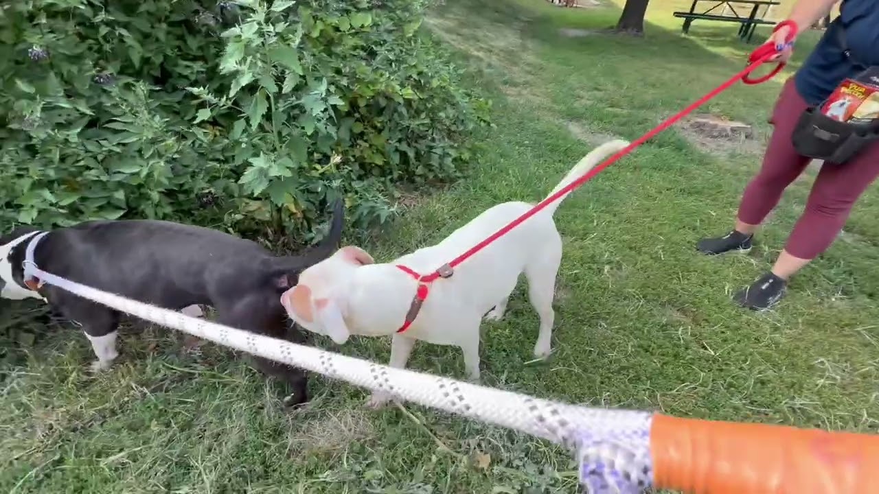 Mykonos's Leash Test