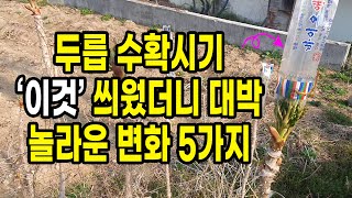 두릅 수확시기 이것 씌웠더니 벌어진 놀라운 변화 5가지