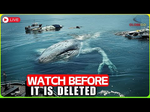 This Wouldn't Have Been Proven IF IT HADN'T BEEN FILMED! Scariest Monster Caught In Ocean Documentar