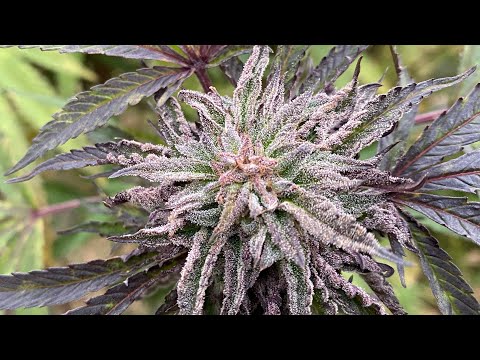 Beginning of Croptober... 1 down 1 to go