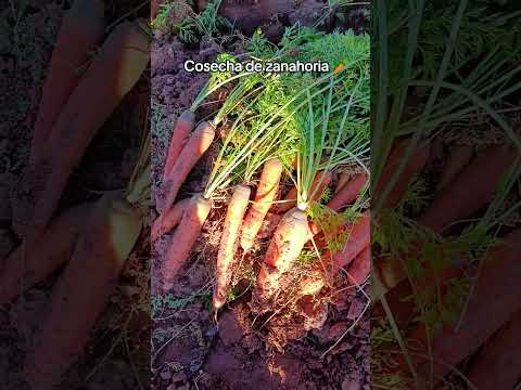 Cosecha de zanahoria 🥕 comunidad Lime Municipio Las Carreras departamento Chuquisaca 🇧🇴