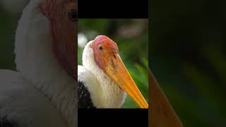 Big-tailed bird #shortvideo #wildlife #wildbirds #birds #bird #shorts #short