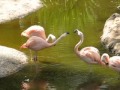 Flamingos At San Diego Zoo Safari Park