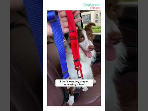 Seat belts for dogs when riding in cars #dog #doglover #seatbelt