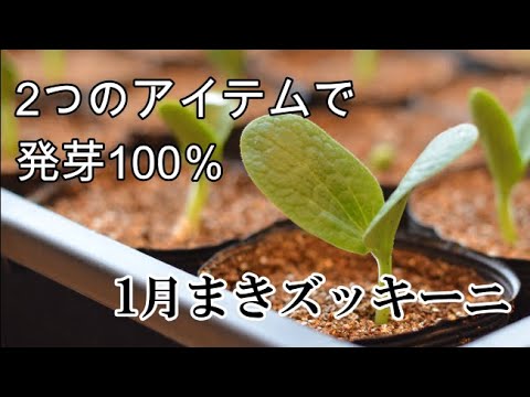 , title : '【家庭菜園】１月まきズッキーニ　秘密の箱で発芽100％'