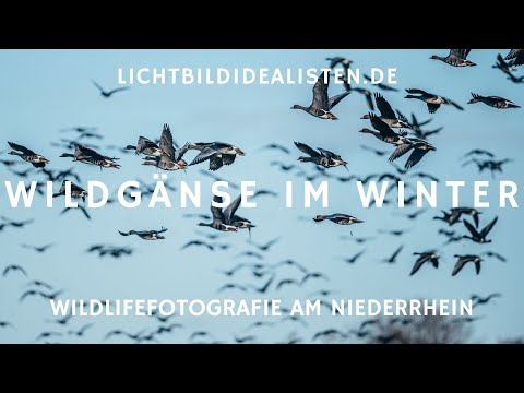 Wildgänse fotografieren am Niederrhein (im Winter) #179