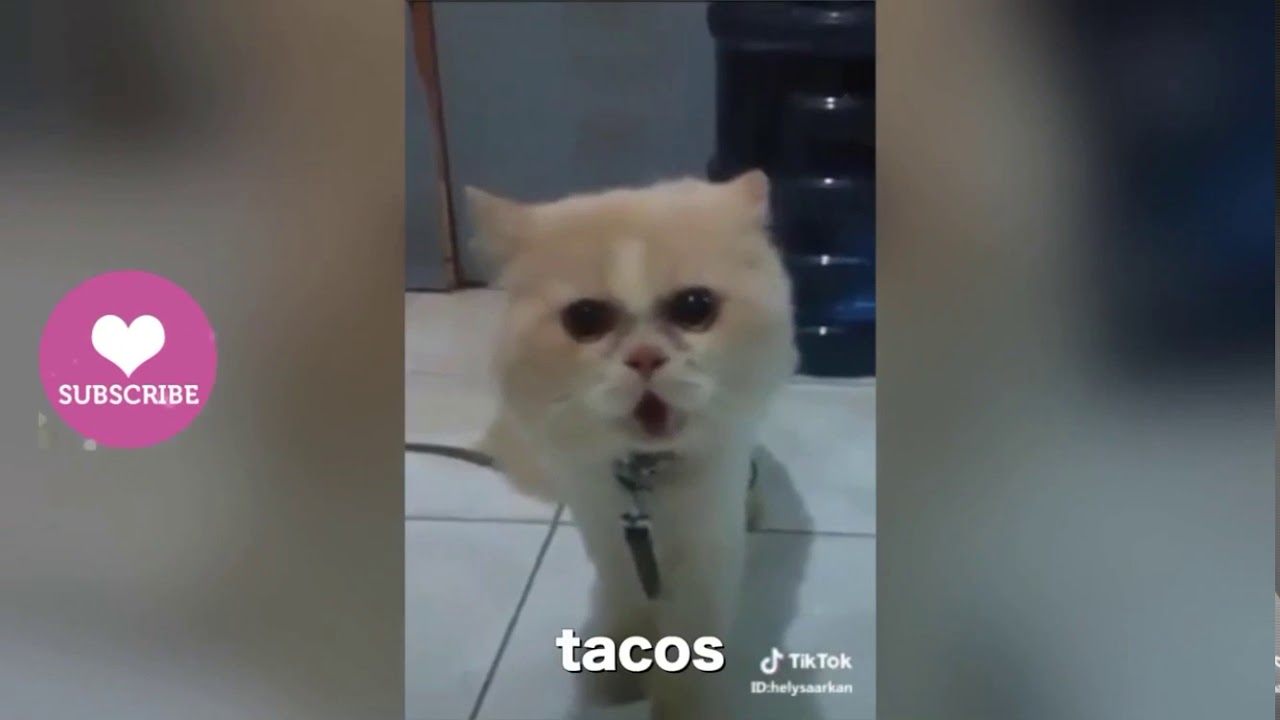 I want tacos