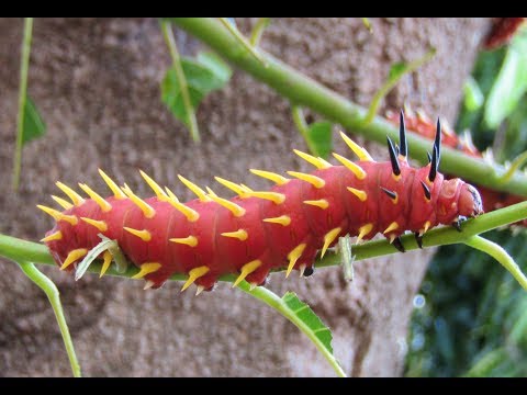 Giant African Caterpillars (Cabbage Tree Emperor Moth Caterpillars )