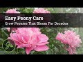 Easy Peony Care - Grow Peonies That Bloom For Decades