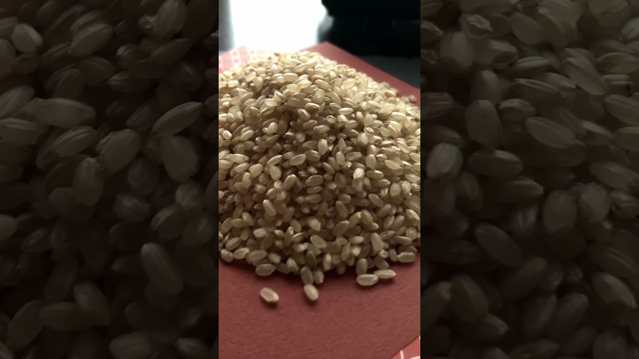 【お知らせ】奇跡のお米「イセヒカリ」が玄米ギャラリーさんで購入できる様になりました