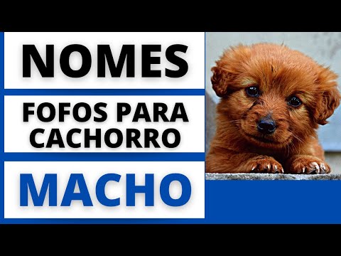 NOMES FOFOS PARA CACHORRO MACHO🐶😍