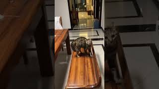 Who taught a cat to walk😂😂😂#cat #cats #cute #cutecat #funny #funnyvideos #fyp #Foryou #catsoftiktok