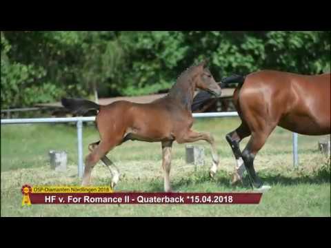 KN 40: HF von For Romance II / Quaterback