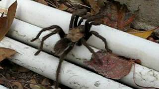 preview picture of video 'Wild Tarantula Found in North Utah'