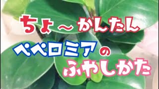 簡単ペペロミアの増やし方♪