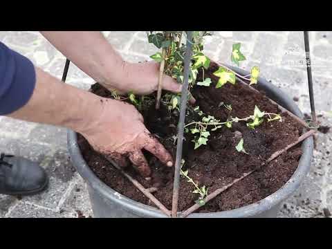 Efeu - Einpflanzen in ein Gefäß