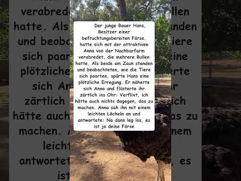 Missverständnis auf dem Bauernhof mit Stier und Färse - lustiger Witz