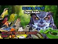 SUARA PIKAT BURUNG KECIL PALING SADIS ️ Seketika Burung Langsung Berdatangan