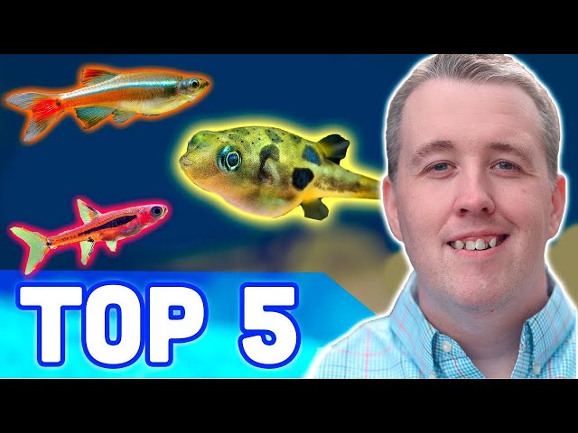 TOP 5 NANO AQUARIUM FISH