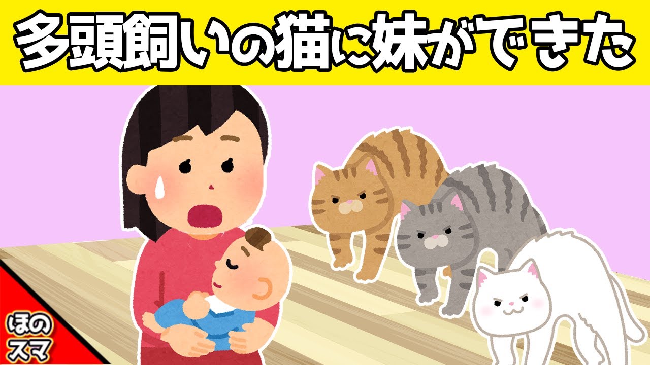 保護猫を多頭飼いしている我が家に、妹ができたら大変なことになった…www