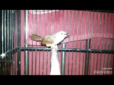 download lagu mp3 mp4 Ciblek Masteran Lovebird, download lagu Ciblek Masteran Lovebird gratis, unduh video klip Ciblek Masteran Lovebird
